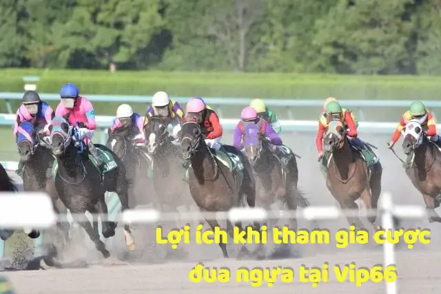 Lợi ích khi tham gia cược đua ngựa tại Vip66